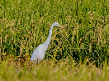 チュウサギ 佐賀県白石町の干拓地 2023年10月2日(月)