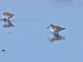 Red-necked Stint 佐賀県白石町の干拓地 Mon, 10/2/2023