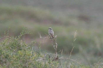 Isabelline Shrike