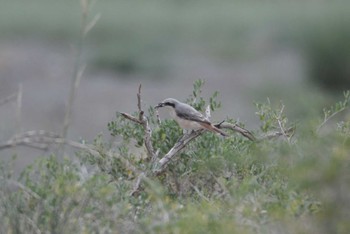 2023年8月25日(金) 南ゴビの野鳥観察記録