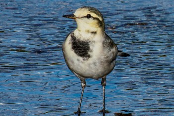 White Wagtail 京都府 Sun, 10/15/2023