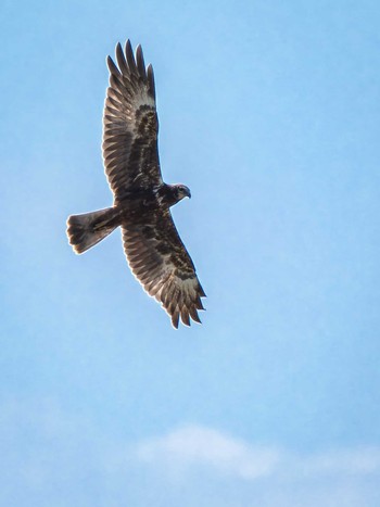 Eastern Marsh Harrier 長崎県 Tue, 10/17/2023