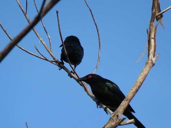 Moluccan Starling インドネシア　ハルマヘラ島 Thu, 7/20/2017