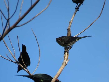 Moluccan Starling インドネシア　ハルマヘラ島 Thu, 7/20/2017