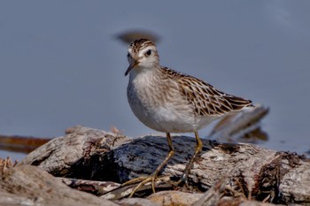 Long-toed Stint Inashiki Sat, 10/14/2023