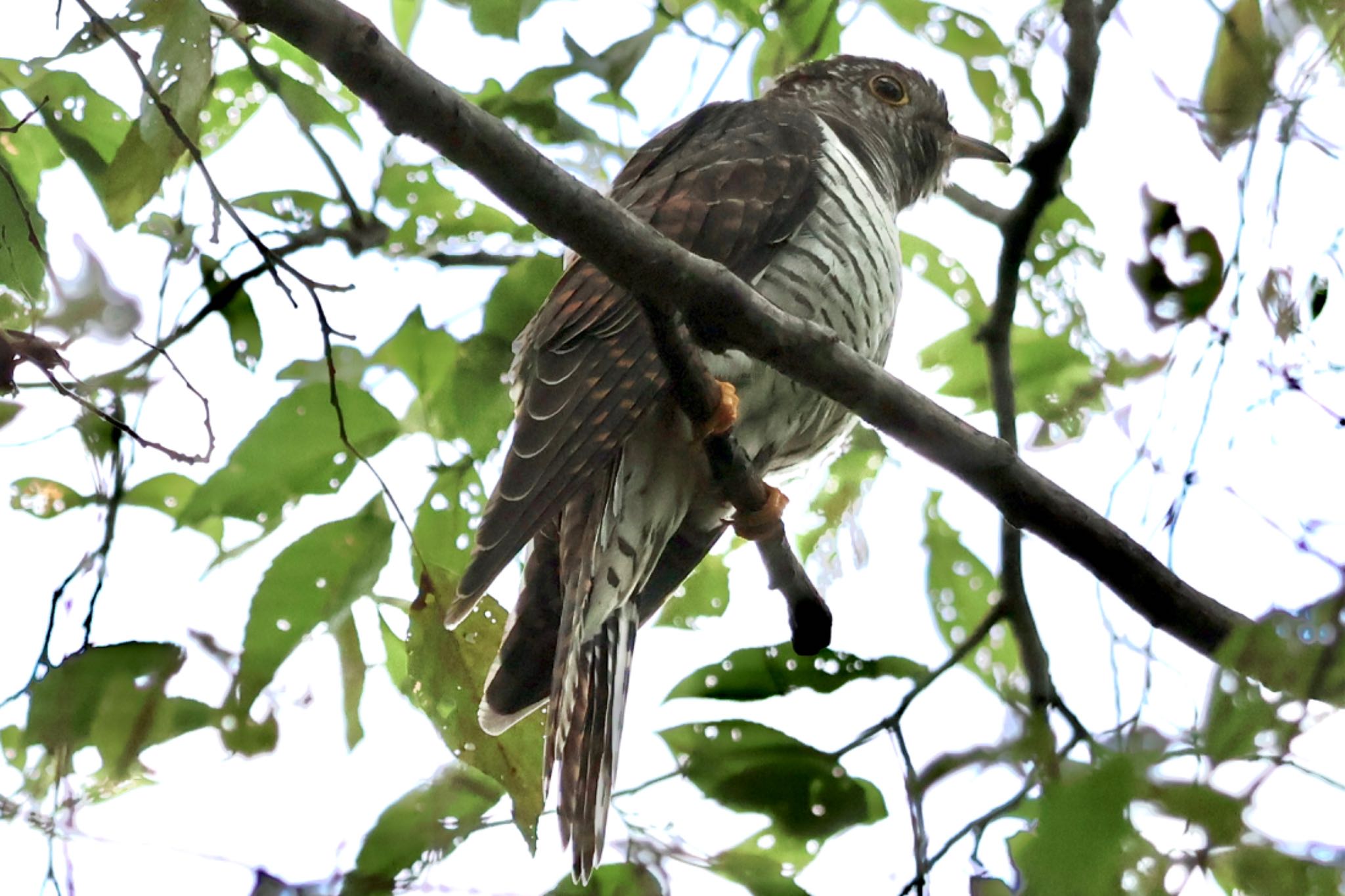 Oriental Cuckoo