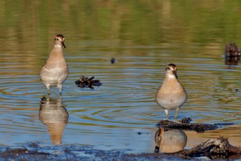 Sharp-tailed Sandpiper Inashiki Sat, 10/14/2023