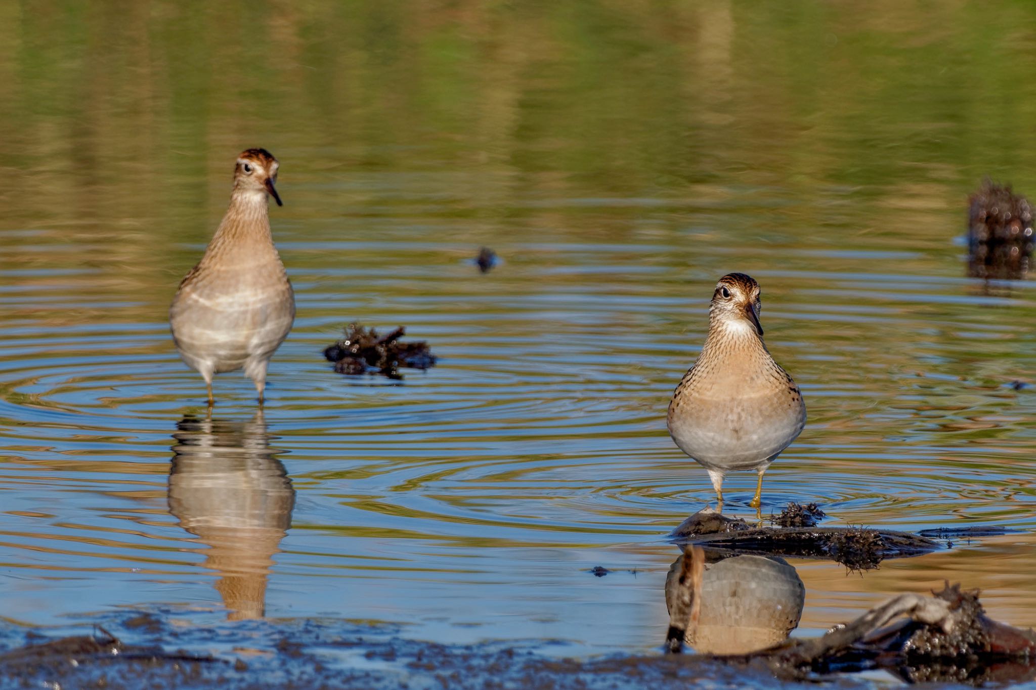 Sharp-tailed Sandpiper