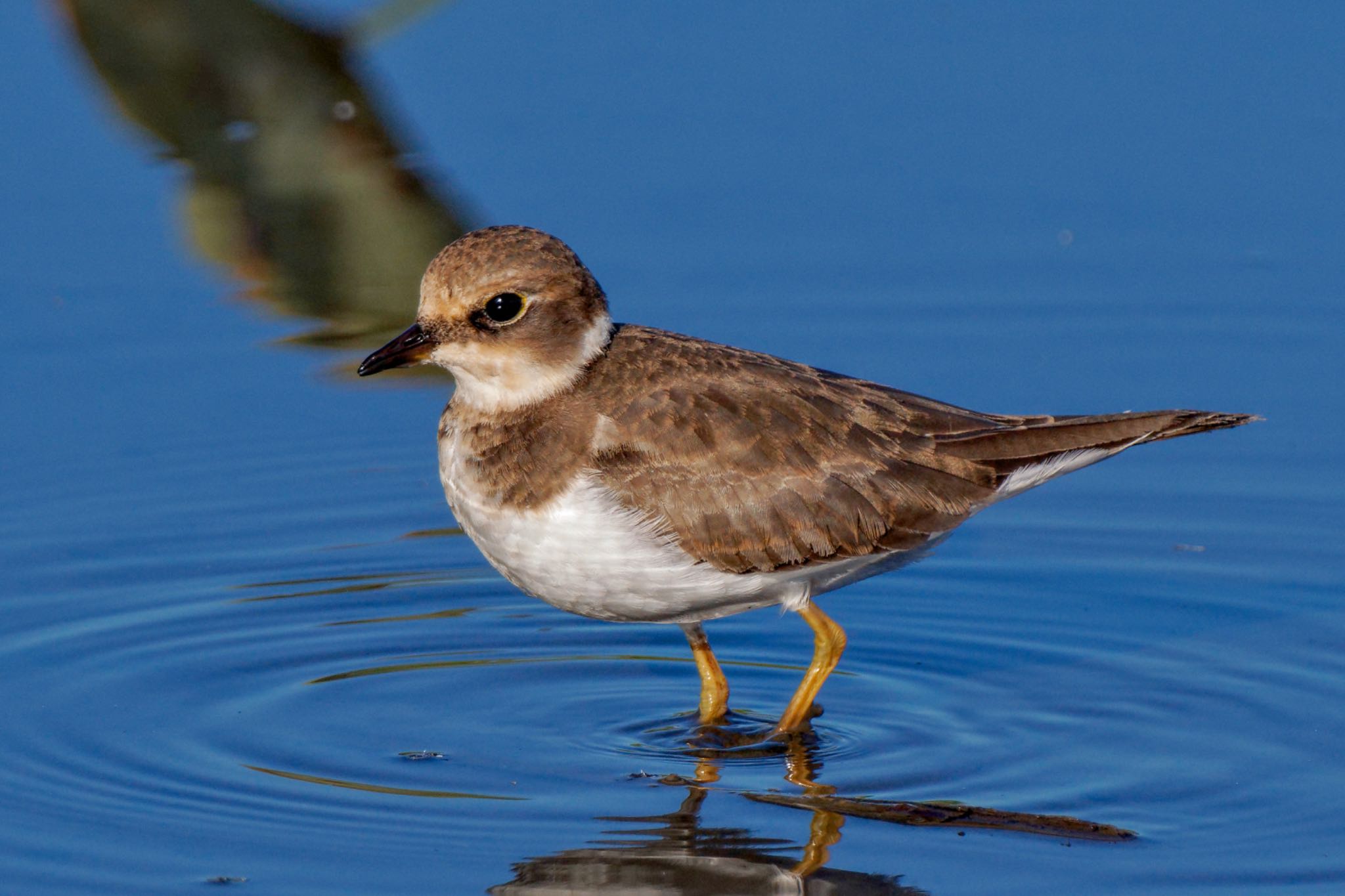 Little Ringed Plover