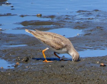 Terek Sandpiper Unknown Spots Mon, 9/18/2023