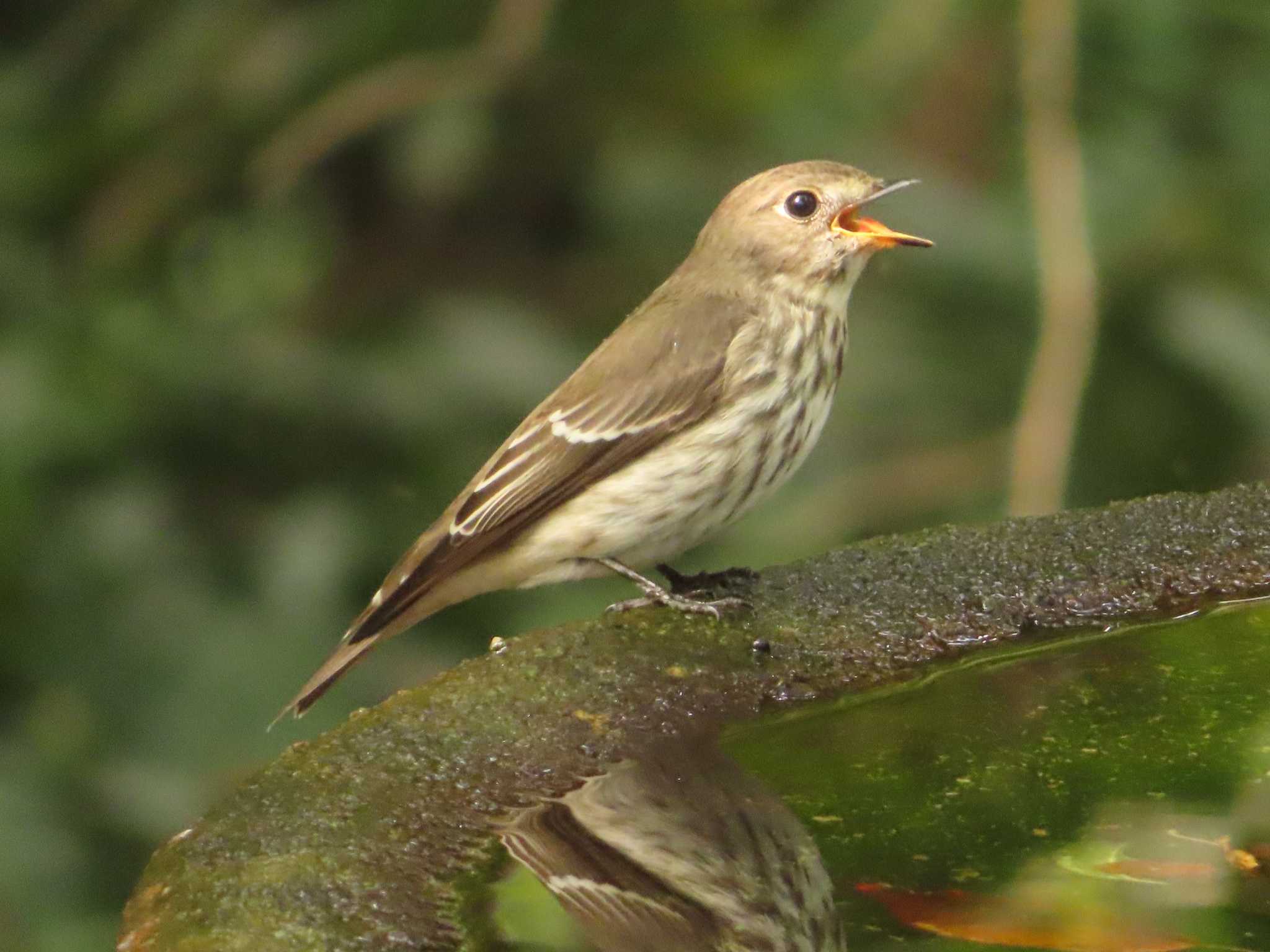 Grey-streaked Flycatcher