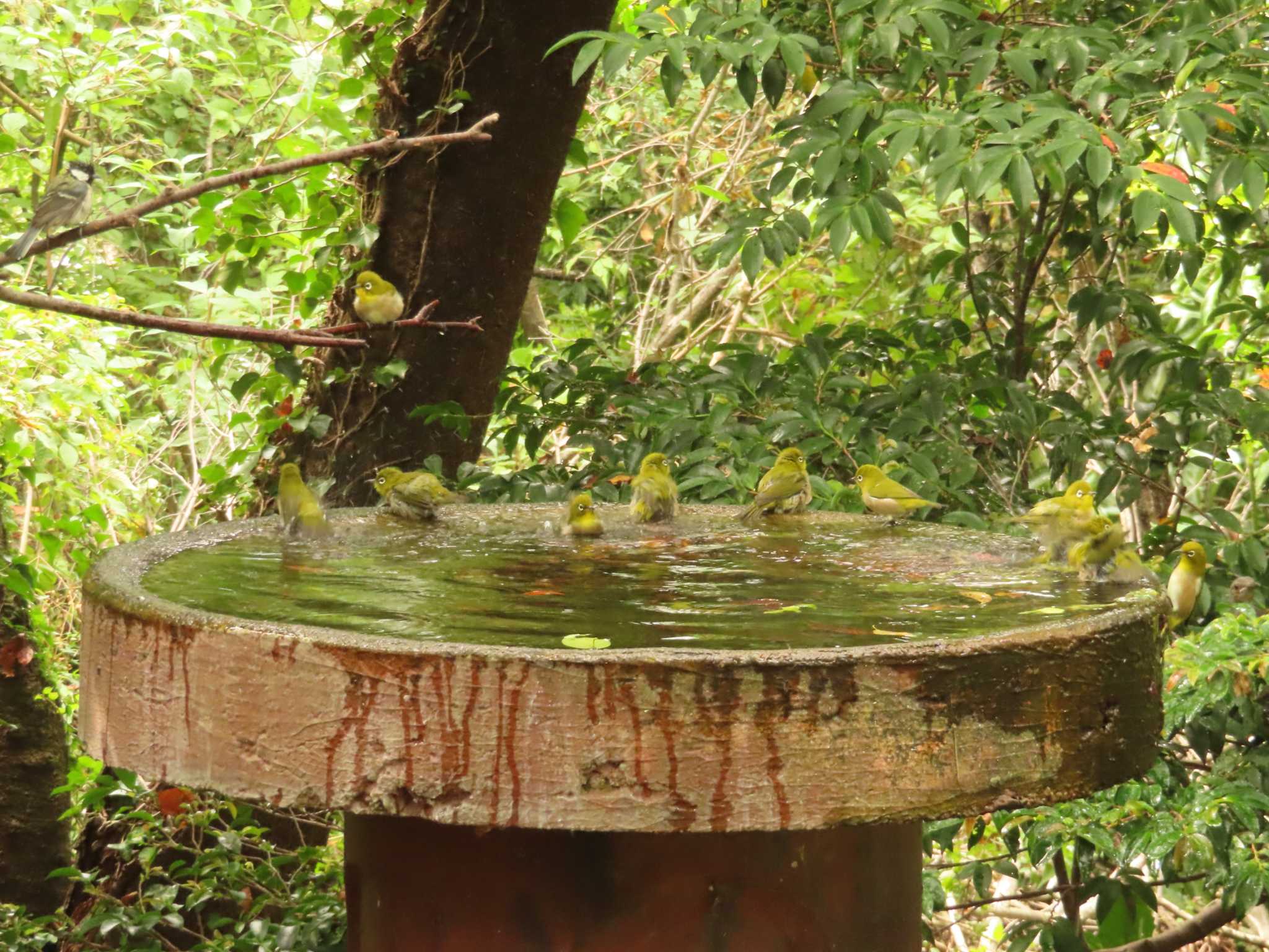 Warbling White-eye