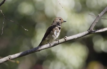 Blue-and-white Flycatcher 和歌山市 Thu, 10/19/2023