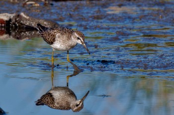 Wood Sandpiper Inashiki Sat, 10/14/2023