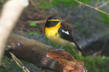 Thu, 10/19/2023 Birding report at 富士山中ノ茶屋