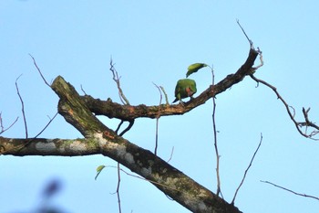 オナガダルマインコ シンガポール植物園 2023年3月14日(火)