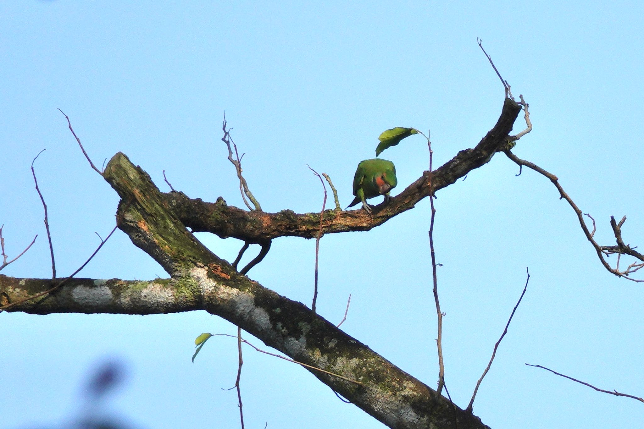 Photo of Long-tailed Parakeet at Singapore Botanic Gardens by のどか