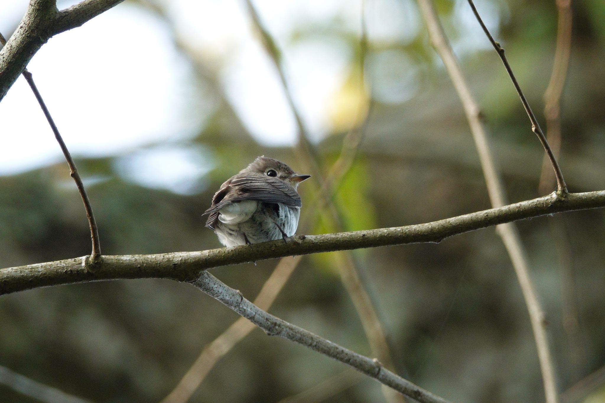 Photo of Asian Brown Flycatcher at Singapore Botanic Gardens by のどか