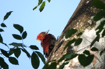 Banded Woodpecker Singapore Botanic Gardens Tue, 3/14/2023