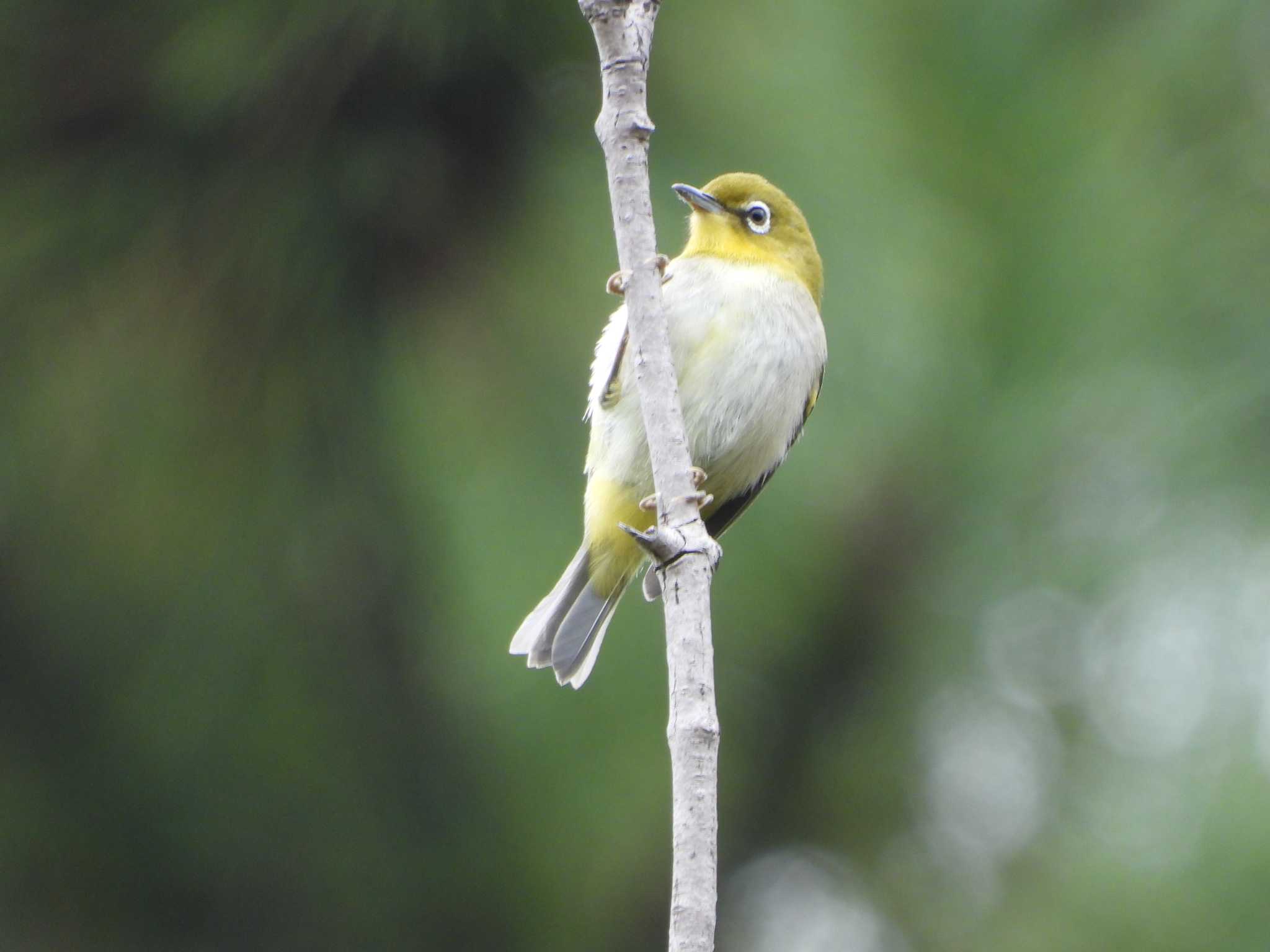 Warbling White-eye