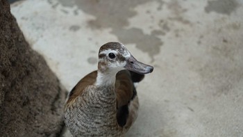 Ringed Teal