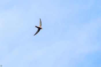 ヒメアマツバメ 東京港野鳥公園 2023年10月14日(土)