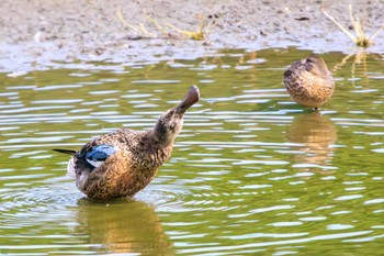 ハシビロガモ 東京港野鳥公園 2023年10月14日(土)