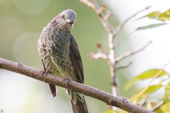 ヒヨドリ 東京港野鳥公園 2023年10月14日(土)