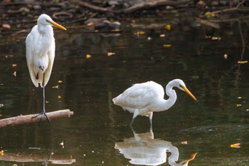 ダイサギ 東京港野鳥公園 2023年10月14日(土)