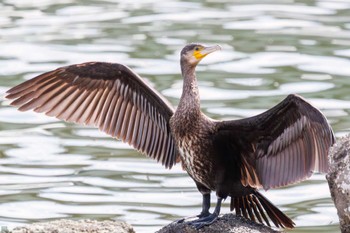 Great Cormorant Tokyo Port Wild Bird Park Sat, 10/14/2023