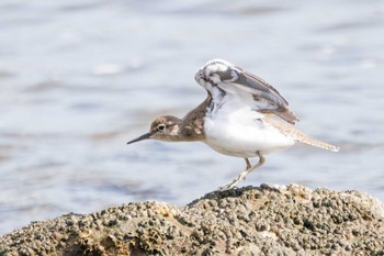 イソシギ 東京港野鳥公園 2023年10月14日(土)