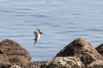 イソシギ 東京港野鳥公園 2023年10月14日(土)