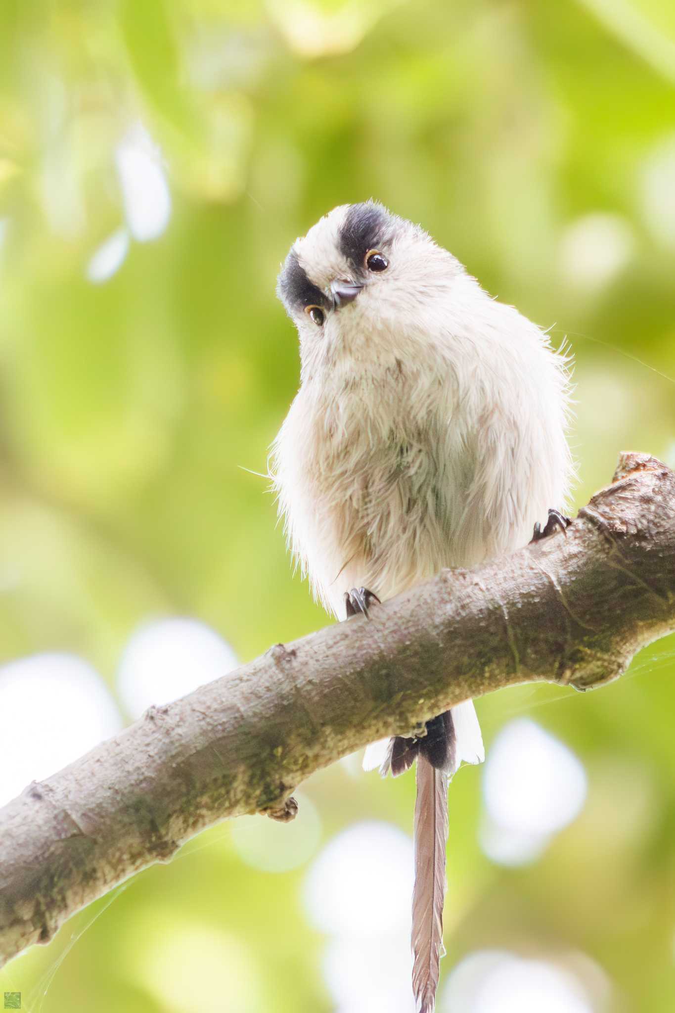 Photo of Long-tailed Tit at Tokyo Port Wild Bird Park by d3_plus