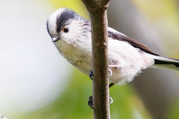 エナガ 東京港野鳥公園 2023年10月14日(土)