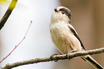 エナガ 東京港野鳥公園 2023年10月14日(土)