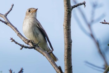 コサメビタキ 東京港野鳥公園 2023年10月14日(土)