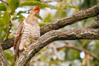 ツツドリ 東京港野鳥公園 2023年10月14日(土)