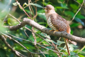 ツツドリ 東京港野鳥公園 2023年10月14日(土)