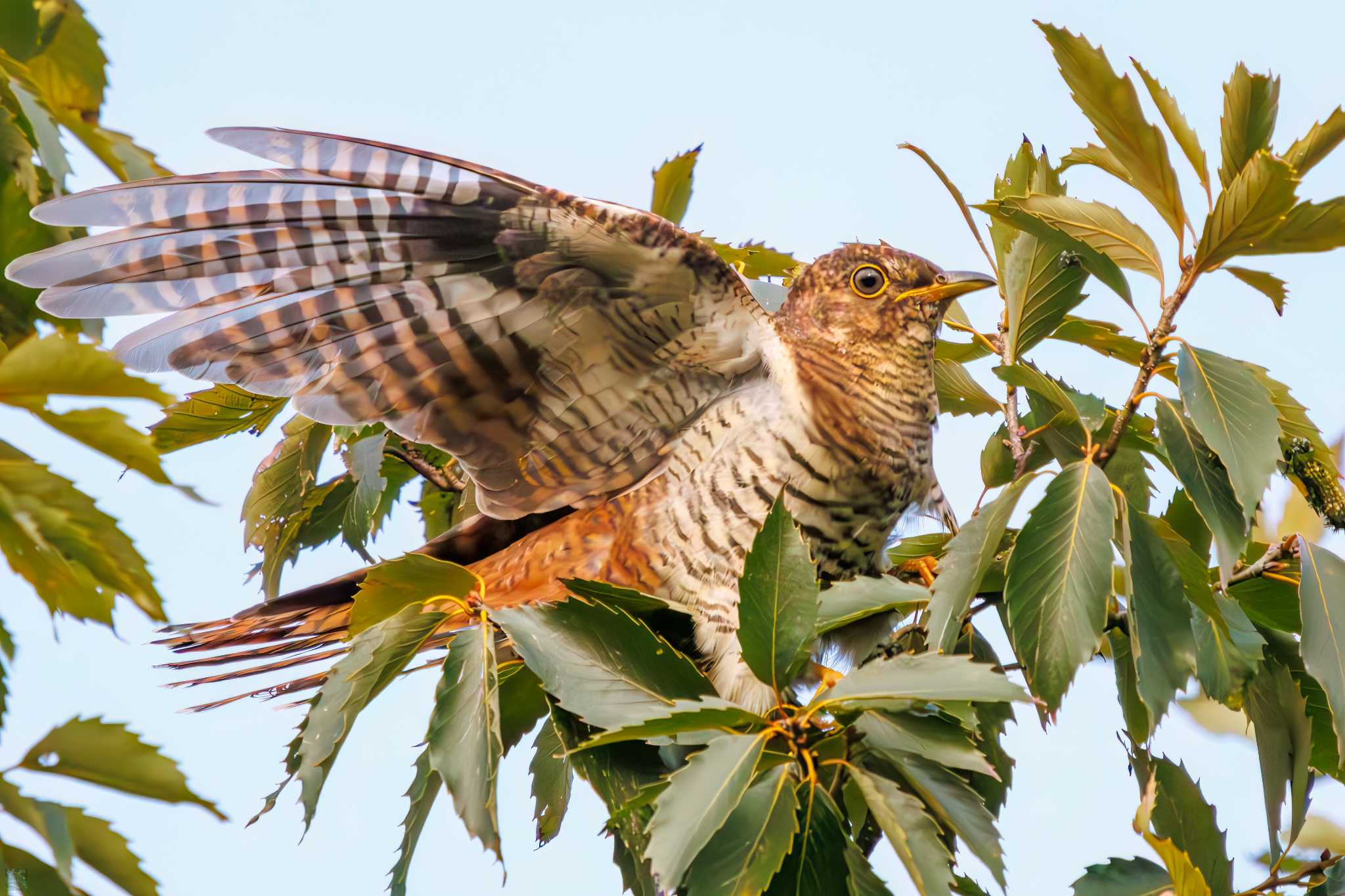 Photo of Oriental Cuckoo at Tokyo Port Wild Bird Park by d3_plus