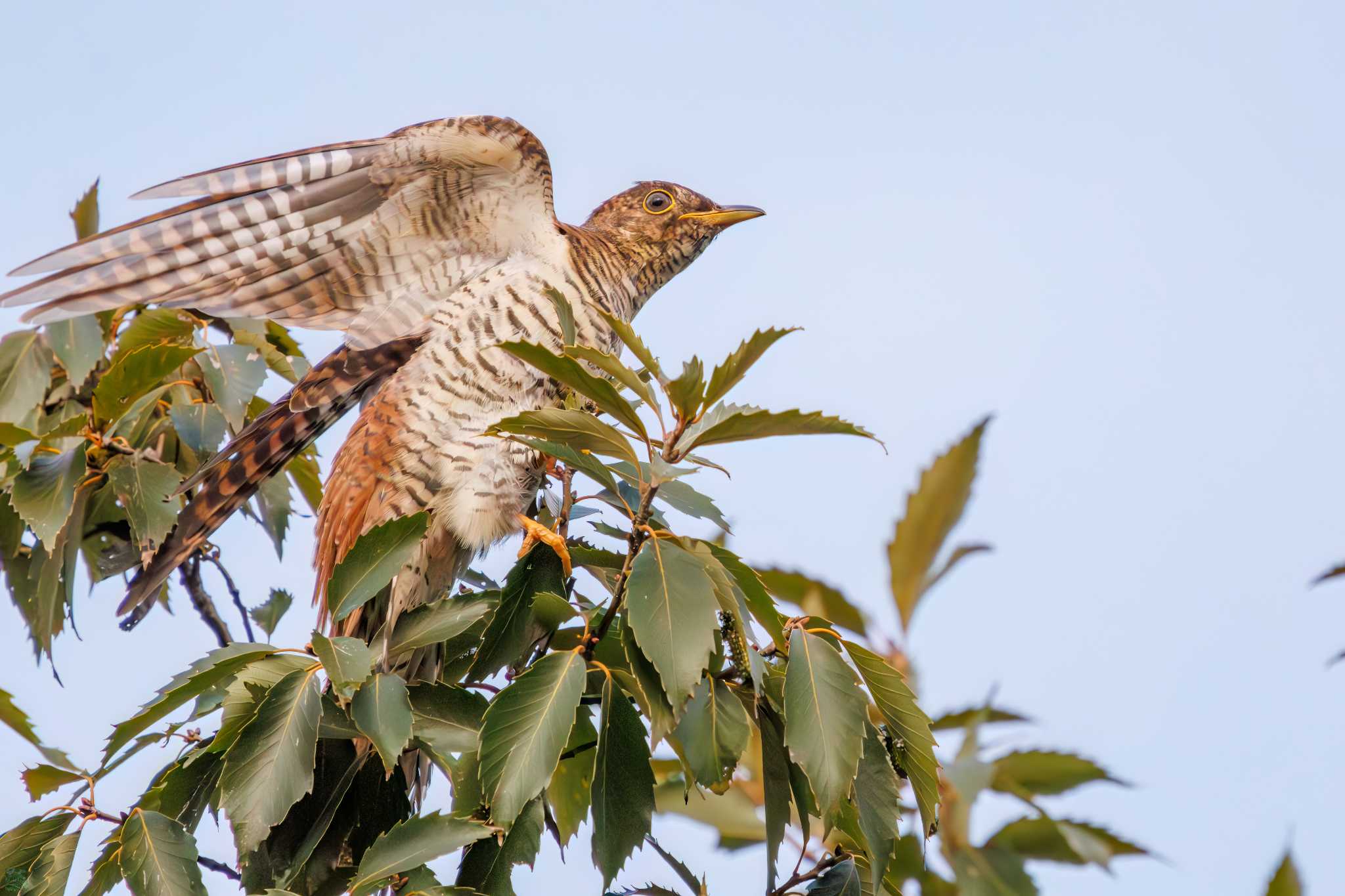 Photo of Oriental Cuckoo at Tokyo Port Wild Bird Park by d3_plus