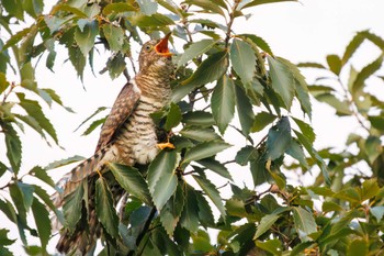 ツツドリ 東京港野鳥公園 2023年10月14日(土)