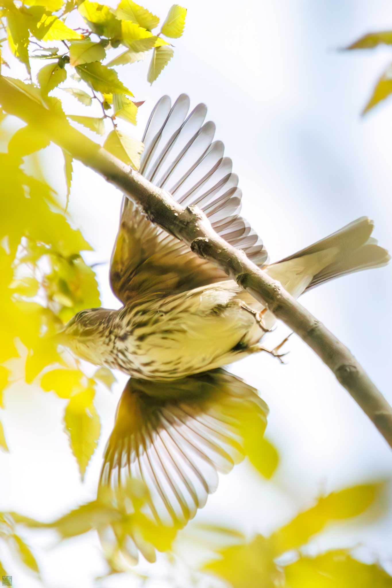 Photo of Grey-streaked Flycatcher at Tokyo Port Wild Bird Park by d3_plus