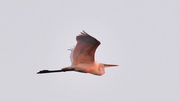 チュウサギ 大井川河口 2023年10月15日(日)