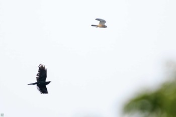 チョウゲンボウ 東京港野鳥公園 2023年10月14日(土)