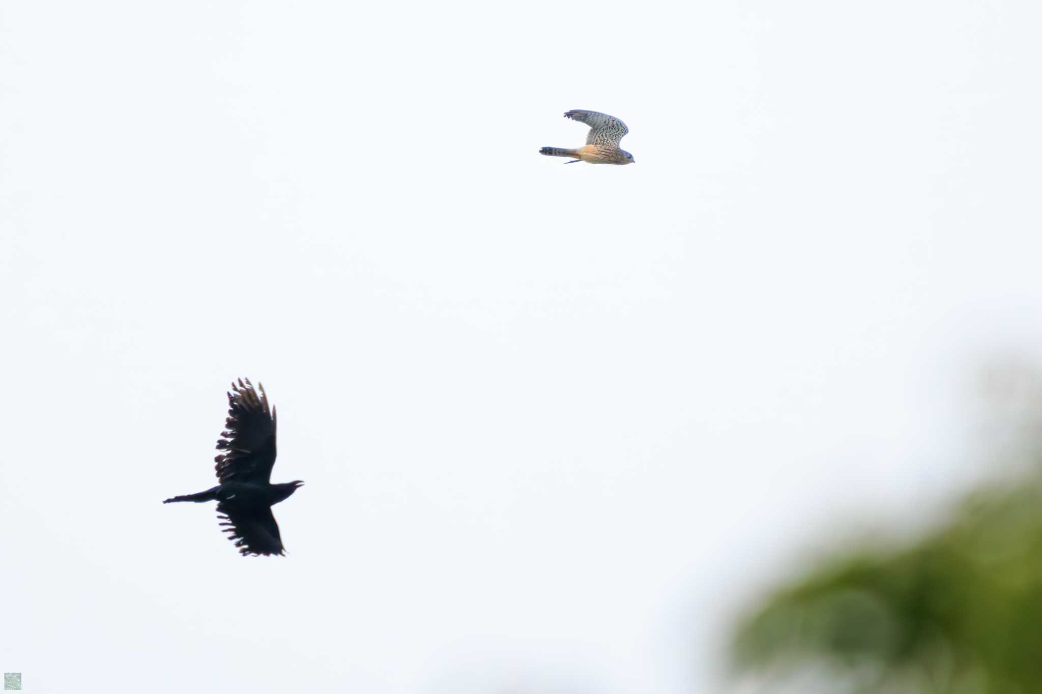 Common Kestrel