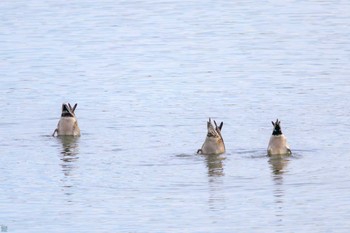 ヒドリガモ 東京港野鳥公園 2023年10月14日(土)