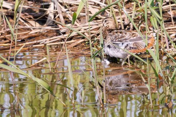 タシギ 東京港野鳥公園 2023年10月14日(土)