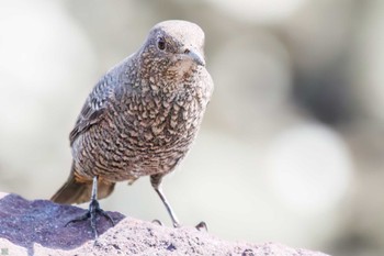 イソヒヨドリ 東京港野鳥公園 2023年10月14日(土)