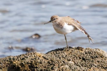 イソシギ 東京港野鳥公園 2023年10月14日(土)