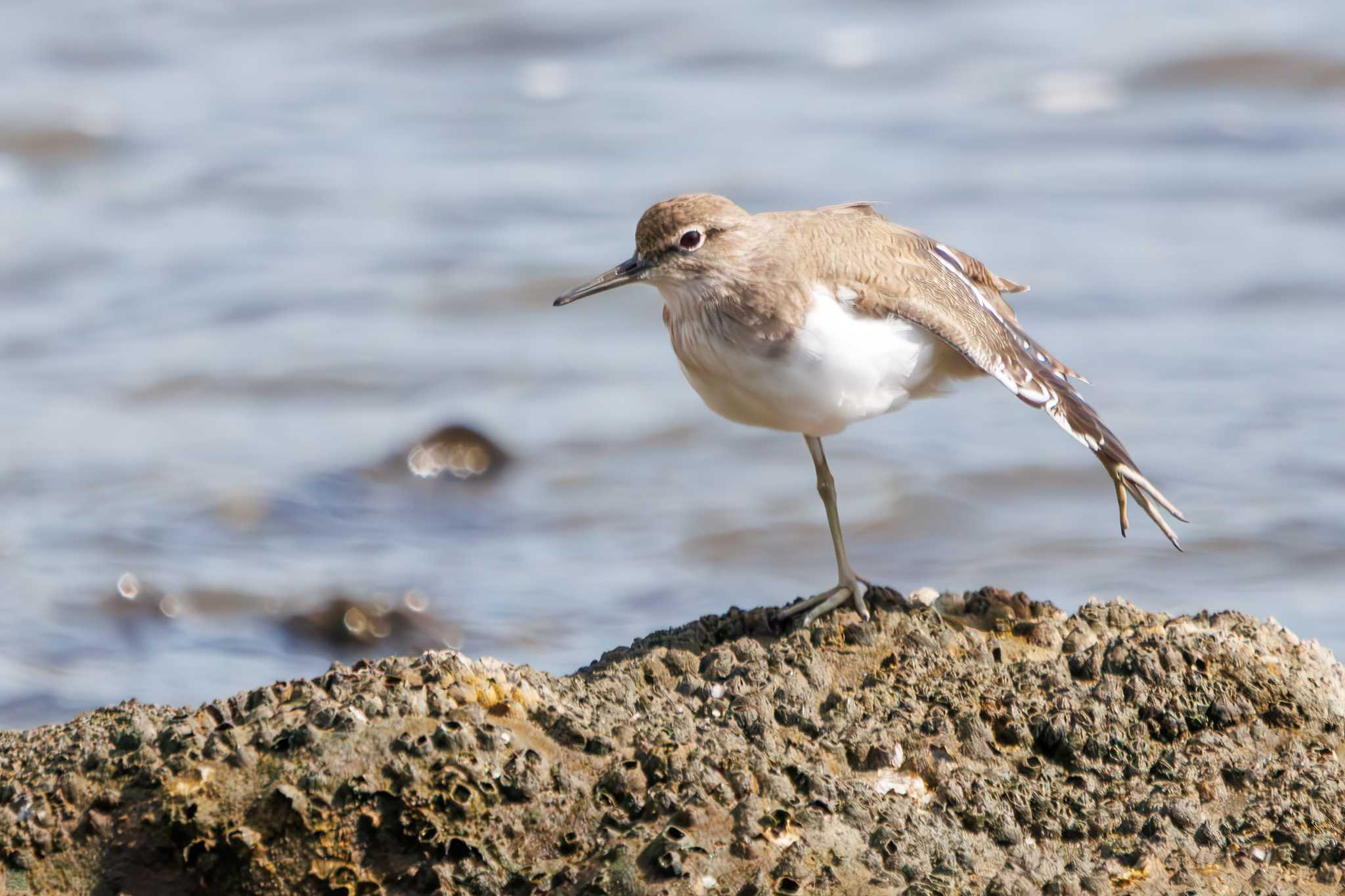 Common Sandpiper